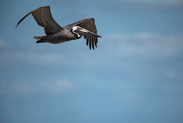Brown pelican (Pelecanus occidentalis) near holbox, Mexico