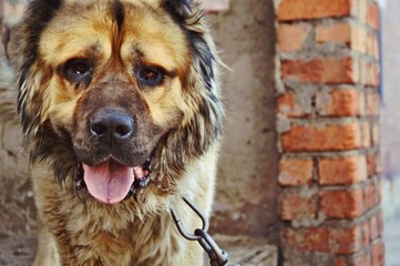  Large Caucasian Shepherd Shows a Language