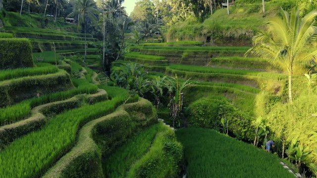 UBUD, BALI, INDONESIA - APRIL, 12, 2018: Aerial footage of agricultural rice fields and terraces in Bali on the sunset, 4K, UHD