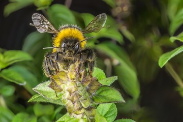 Nahaufnahme einer Hummel auf einer Basilikum Blüte