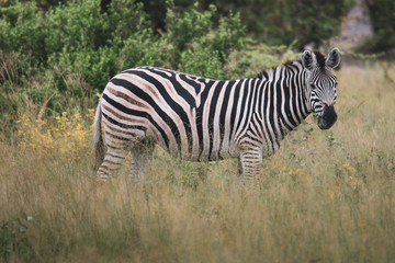 Obraz na płótnie Canvas Plains Zebra spooked by a hunting lioness, South Africa