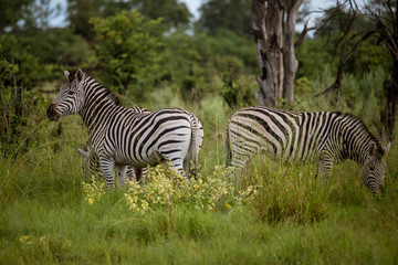 Fototapeta na wymiar Plains Zebra spooked by a hunting lioness, South Africa