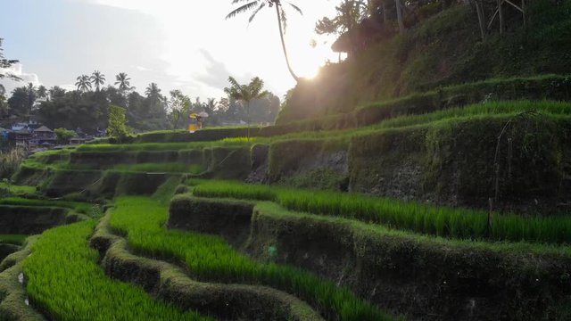 UBUD, BALI, INDONESIA - APRIL, 12, 2018: Aerial footage of agricultural rice fields and terraces in Bali on the sunset, 4K, UHD
