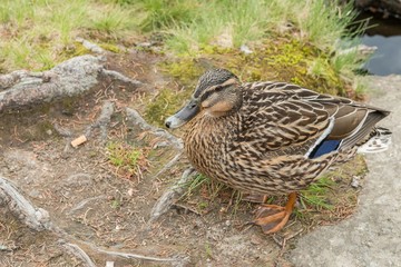 Eine zutrauliche Ente an einem Seeufer