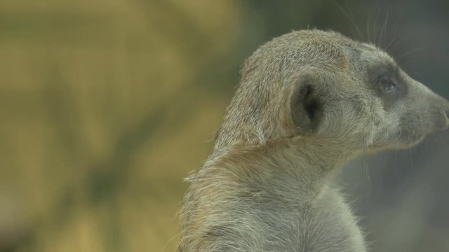 Meerkat sniffing 
