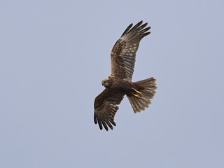 Western marsh harrier (Circus aeruginosus)