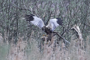 Western marsh harrier (Circus aeruginosus)