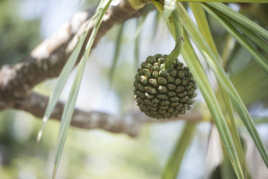 Plantes Tropicales. Flore Du Pacifique, Polynésie Ou Micronésie. Hala Ou Pandanus Utilis, Famille Des Pandanaceae