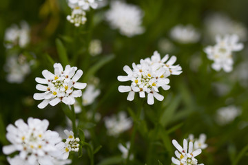 White flowers in spring