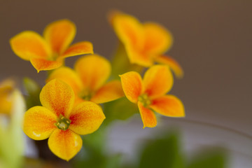 Fototapeta premium Beautiful blossoming yellow flowers