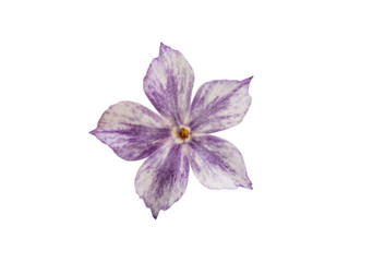  phlox flower isolated