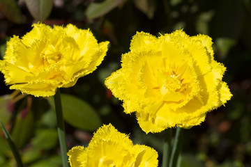 Obraz premium Yellow Tulips