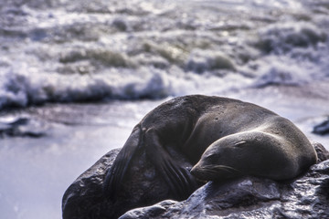 cape fur seal
