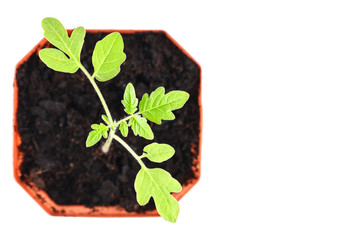 tomato sprout. The tomato seedlings before planting in a brown pot on a white background. Isolate