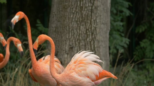 Flamingos fighting
