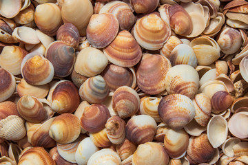 Seashells of different colors. Seashell background. Texture of the shells.