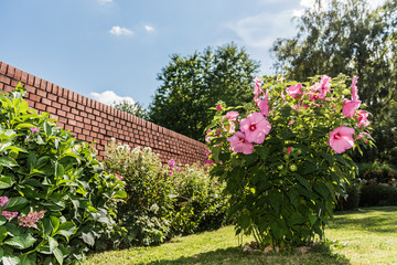 Hibiskus im Garten