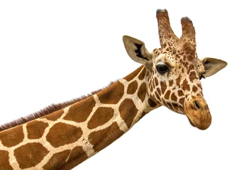 Poster Close up shot of giraffe head isolate on white © Kunz Husum