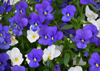 Blue, purple and white flowers