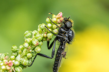 Insekt mit pollen