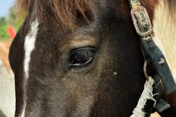 Close up of black horse eye
