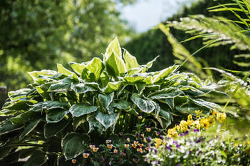 Funkien und Stiefmütterchen im Garten