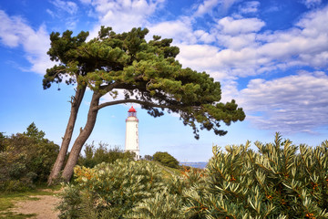 Baum am Leuchtturm  auf der Insel Hiddensee