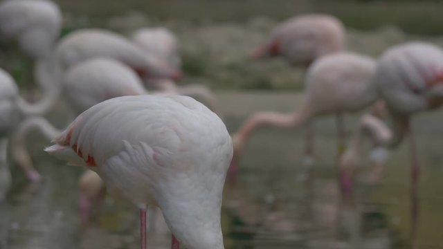 Flamingo cleaning its feathers 