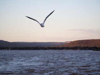 Fototapeta na wymiar Sea gull flying with Murchison River in the background, Kalbarri, Western Australia
