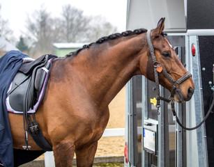 sports horse rest after the tournament