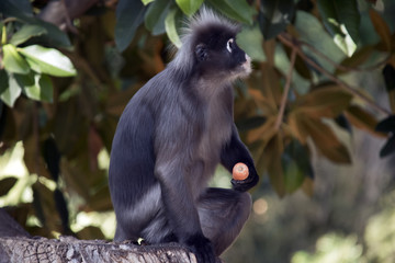 dusky leaf monkey