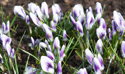 Crocus vernus violet and white flowers buds with green
