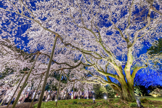 六義園 Images – Browse 1,916 Stock Photos, Vectors, and Video