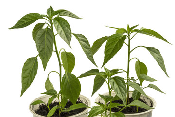 Small plant pepper