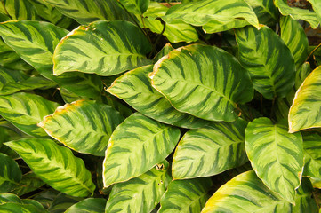 Fototapeta premium Maranta leuconeura green spotted foliage