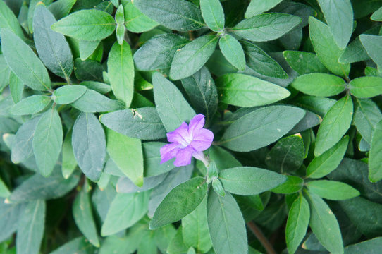 Ruellia squarrosa or dipteracanthus squarrosus green leves background with purple flower