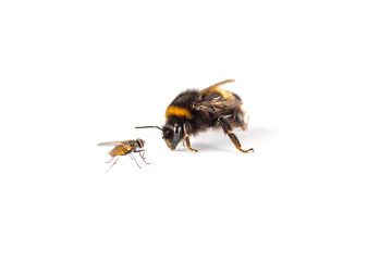 Makro einer Hummel (Bombus) freigstellt mit Fliege