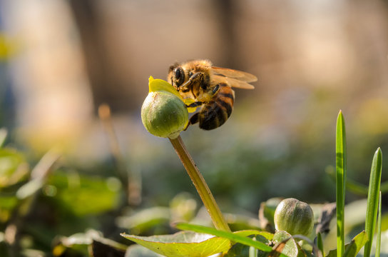 A honeybee collects pollen from the flower. Macro shot.