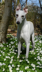white whippet dog stands on a forest floor with anemones.
