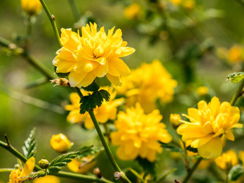 Ranunkelstrauch, Kerria Japonica