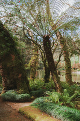 Park of Pena Palace in Sintra, Portugal. Rainforest with wild ferns, exploring secret woodland.
