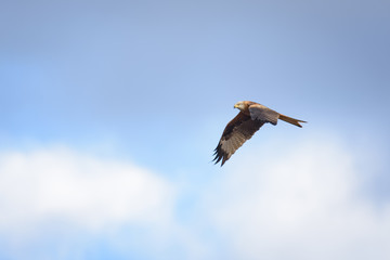 Red kite flying in front of a blue sky