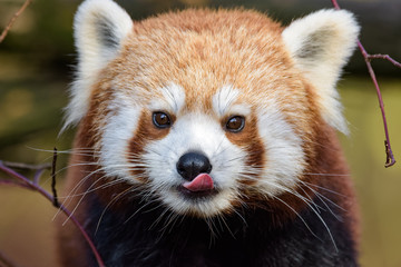 Red panda licking its face