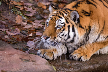 Siberian tiger stalking its prey