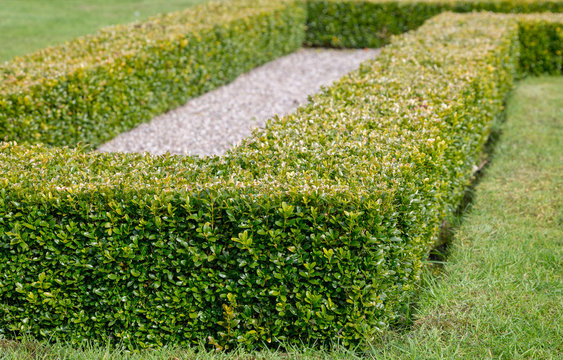Ornamental square cut box hedge