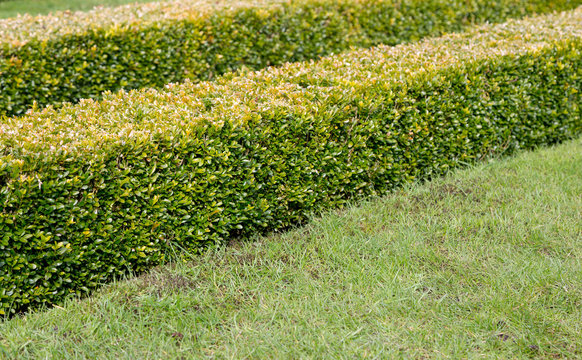 Ornamental square cut box hedge