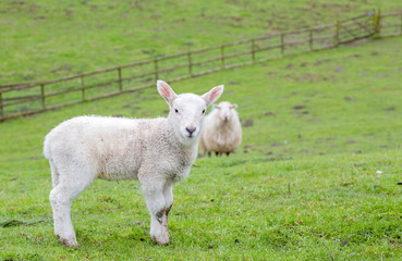 Young welsh mountain sheep lamb