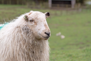 Naklejka premium Portrait of a single Welsh mountain sheep