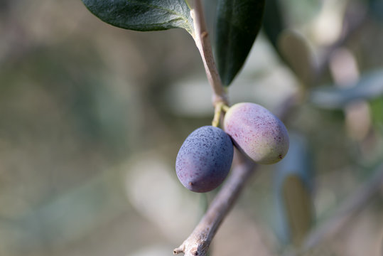 Olives on the branch