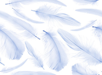 seamless background from blue isolated feathers
